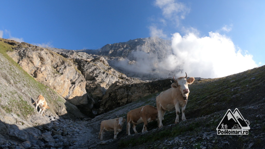 Eiger-ul și vaca