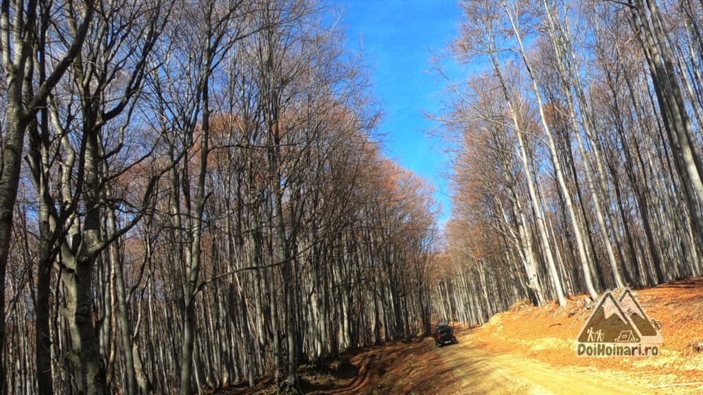 Trasversăm pădurea