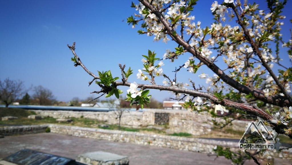 Primăvara la Sucidava
