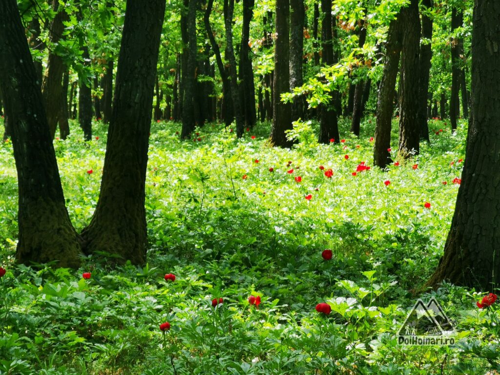 Pădurea Bujorului Plenița