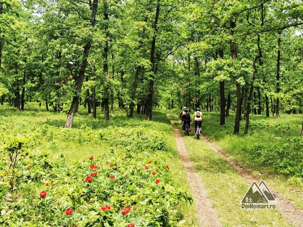 Pe bicicleta la Pădurea Bujorului Plenița