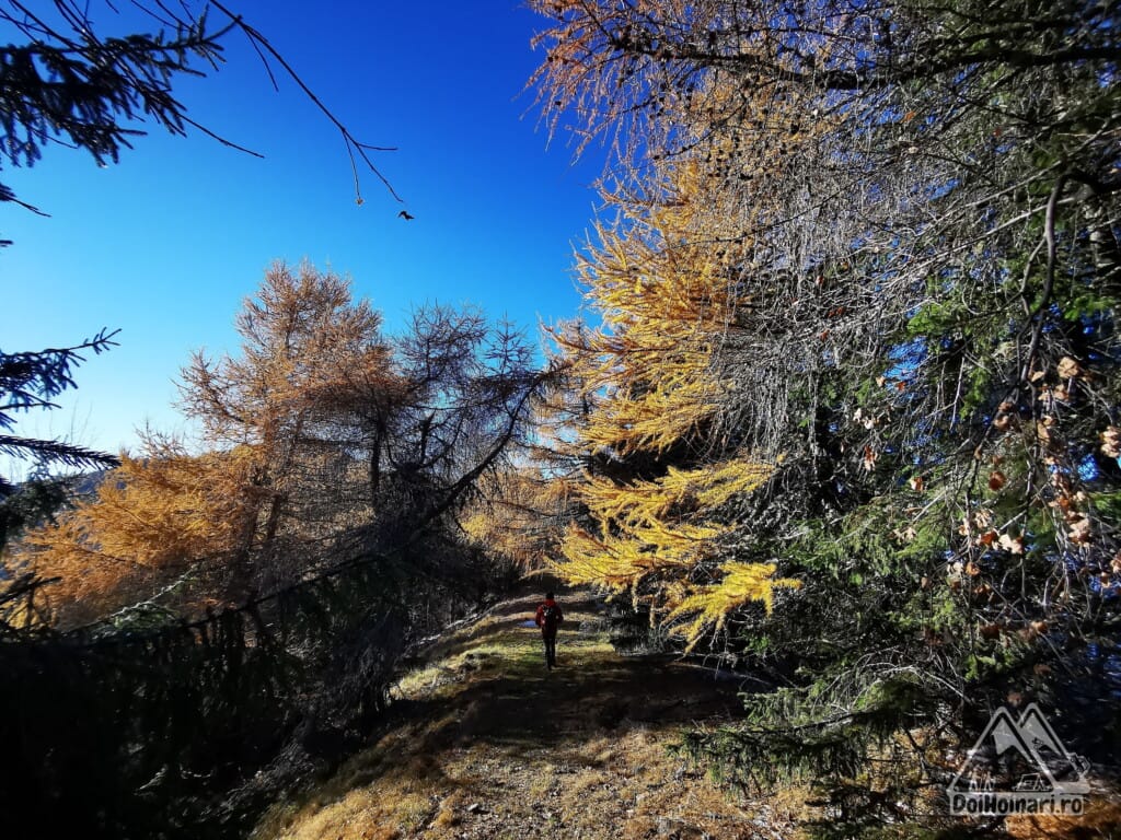 Conifere colorate (Zadă sau larice)