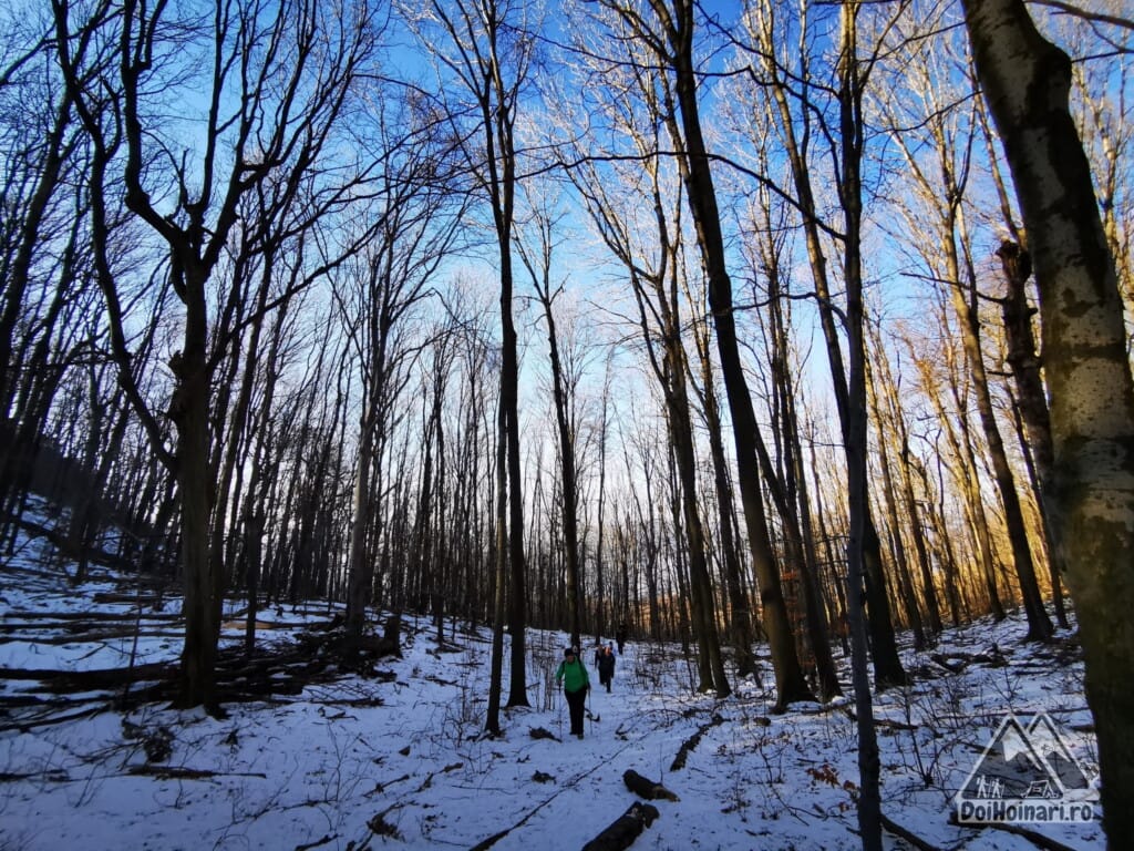 Vârful Trescovăț - pădurea de la baza vârfului