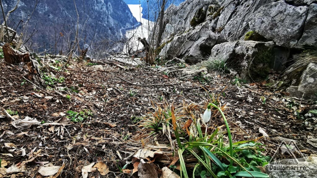 Ghiocel cu priveliște