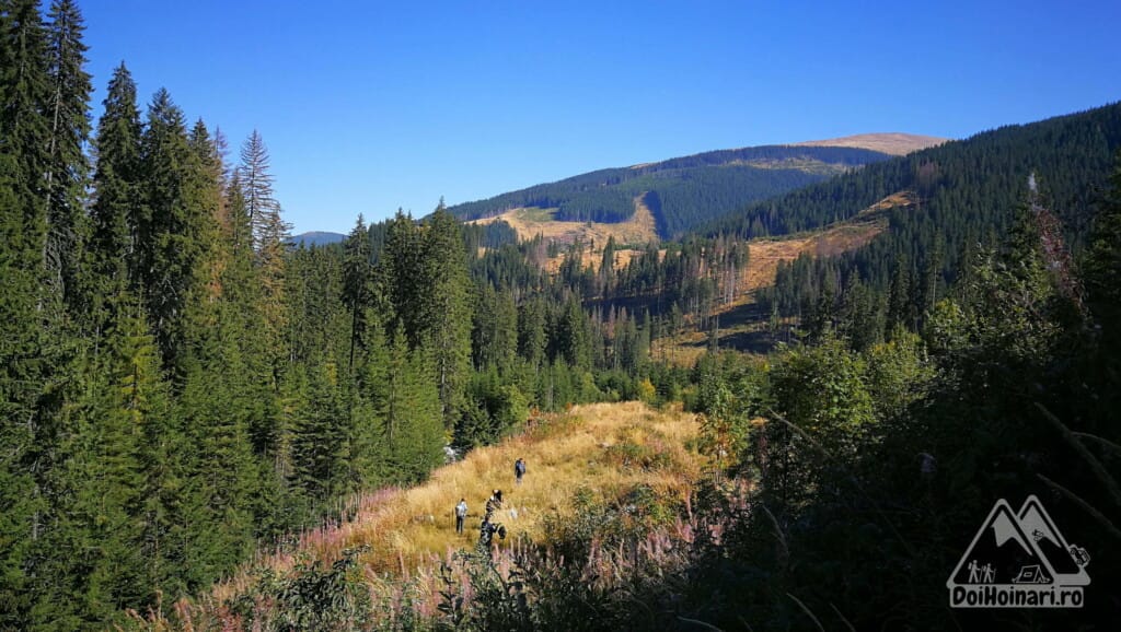 Păduri tăiate la coada lacului Galbenu