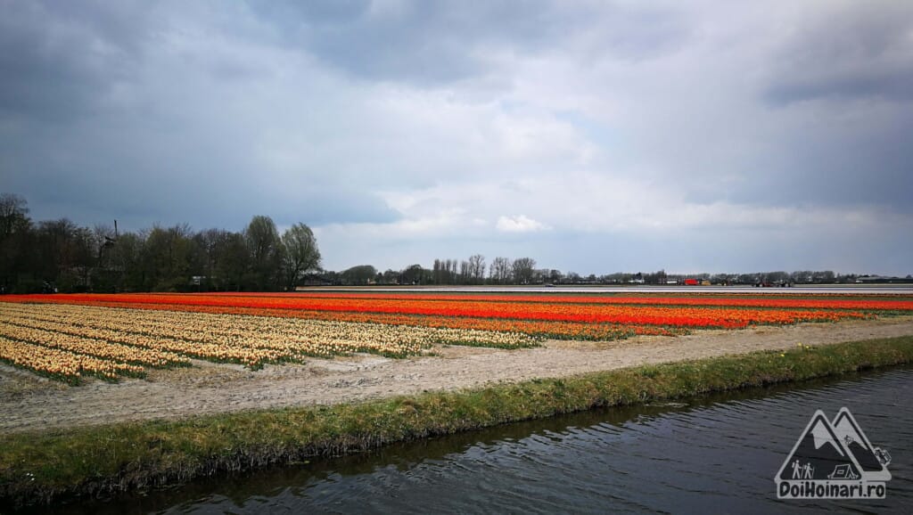 Câmpuri de flori, Olanda