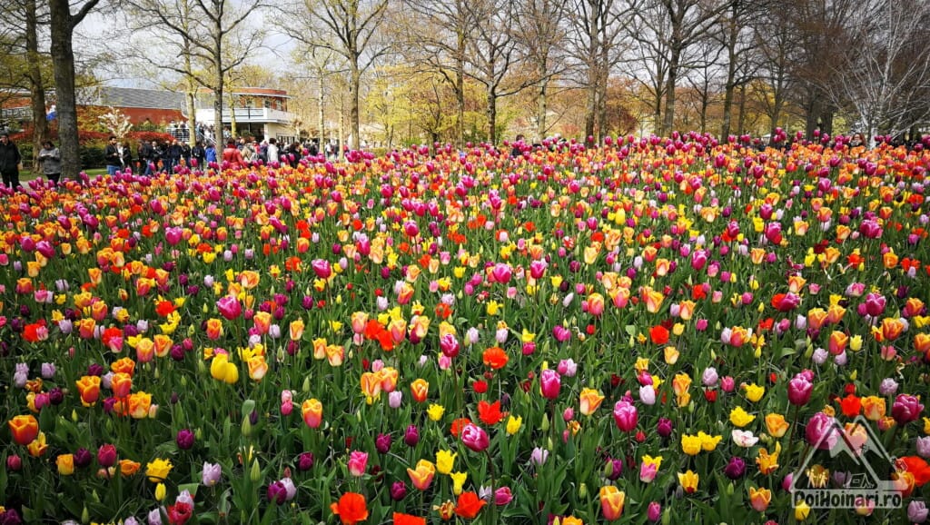 Lalele, Keukenhof, Olanda