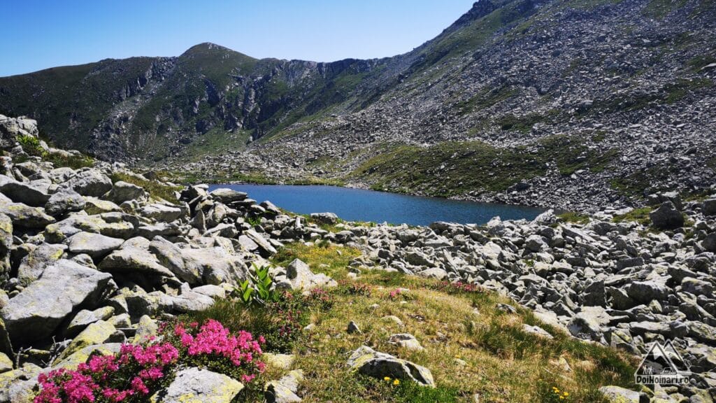 Tăul mic din altă perspectivă, cu bujori întârziați