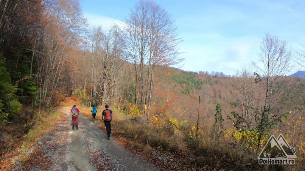 Toamna pe drumul forestier