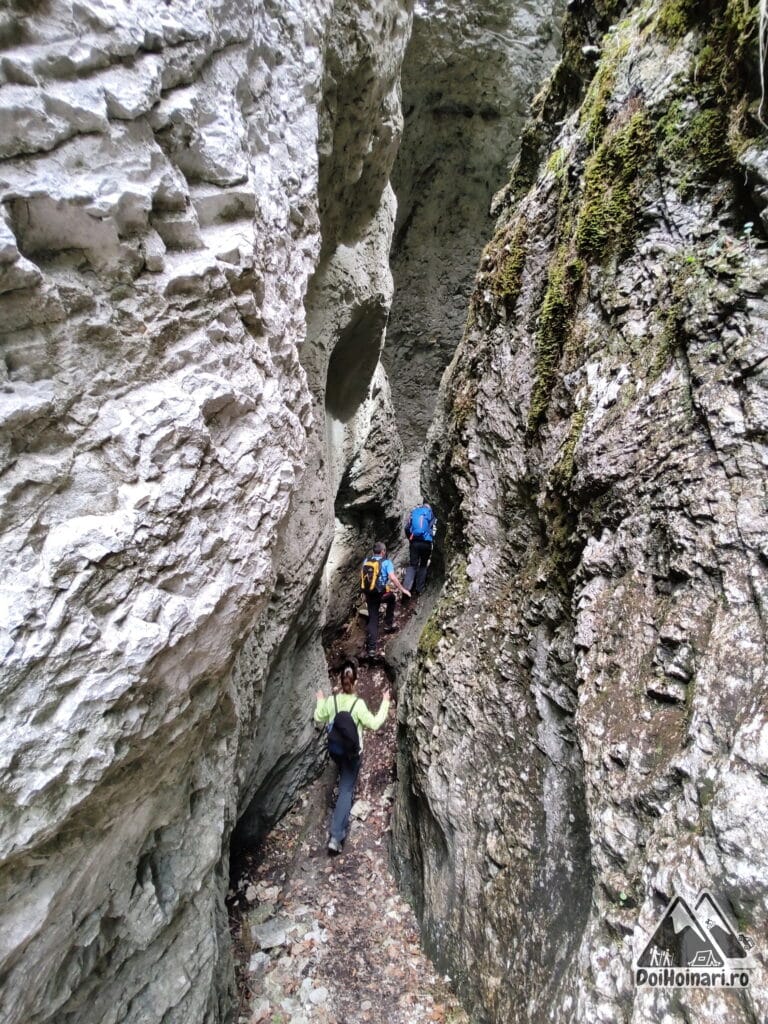 Uriașul din Scocul Urzicarului?