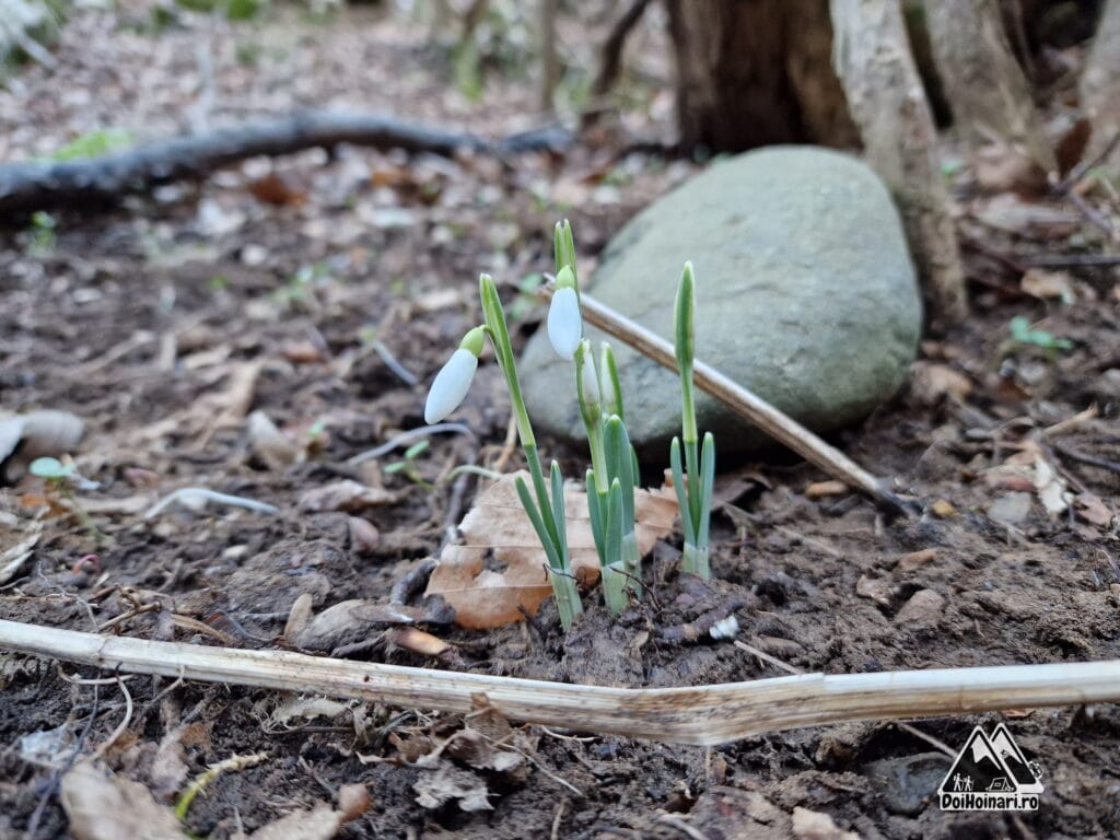 Ghiocei în Canionul Vratna