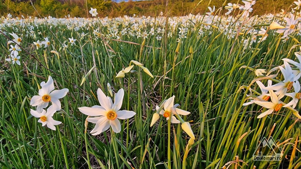 Poiana cu Narcise, Preajba, Targu Jiu Poiana cu Narcise, Preajba, Targu Jiu