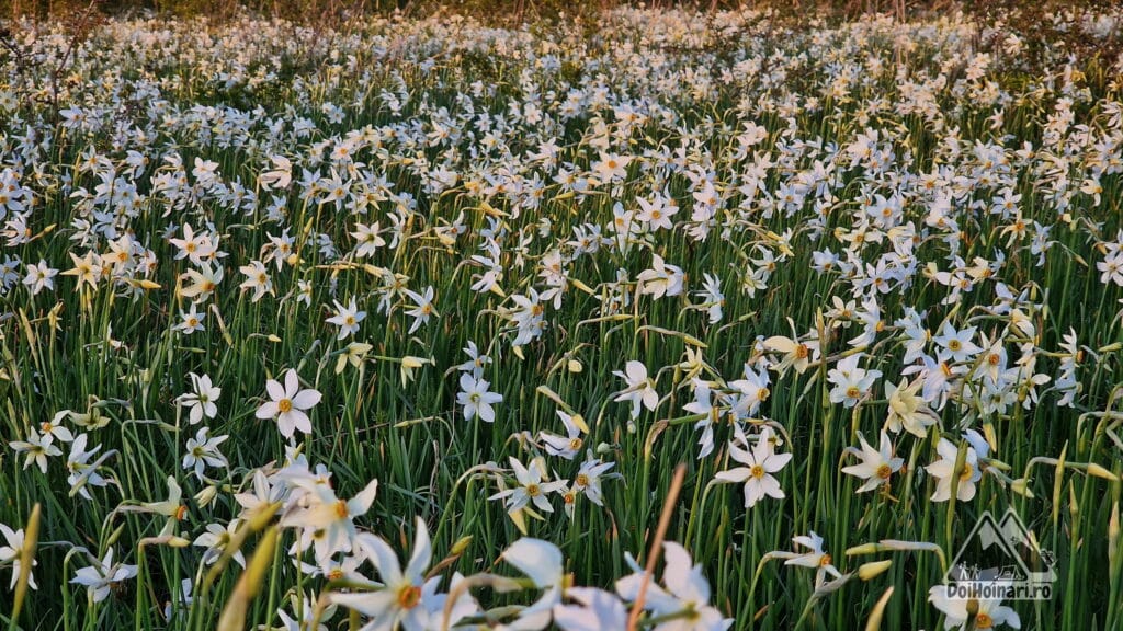 Poiana cu Narcise, Preajba, Targu Jiu Poiana cu Narcise, Preajba, Targu Jiu