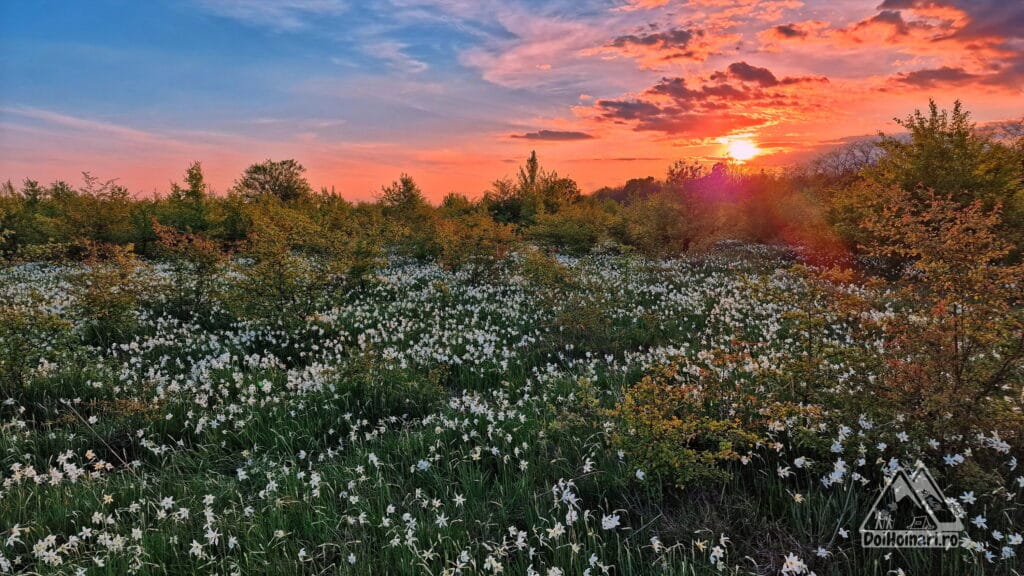 Poiana cu Narcise, Preajba, Targu Jiu Poiana cu Narcise, Preajba, Targu Jiu