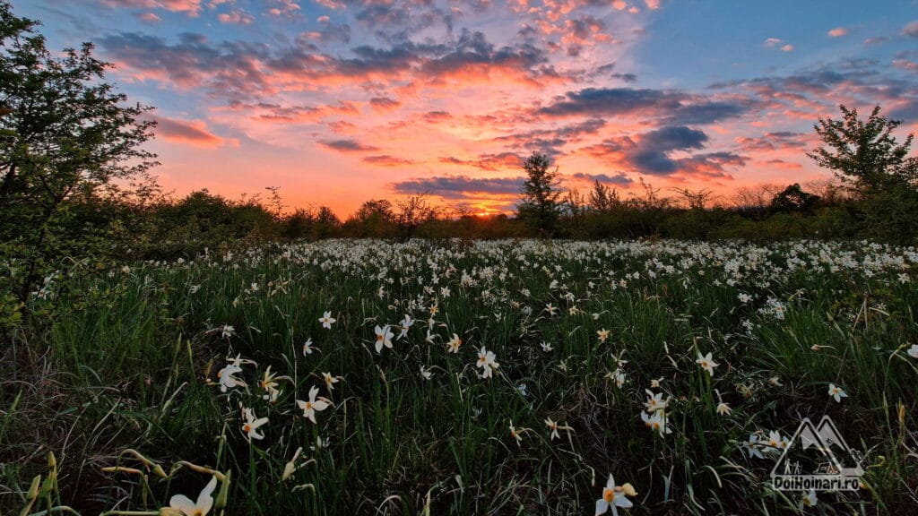 Poiana cu Narcise, Preajba, Targu Jiu Poiana cu Narcise, Preajba, Targu Jiu
