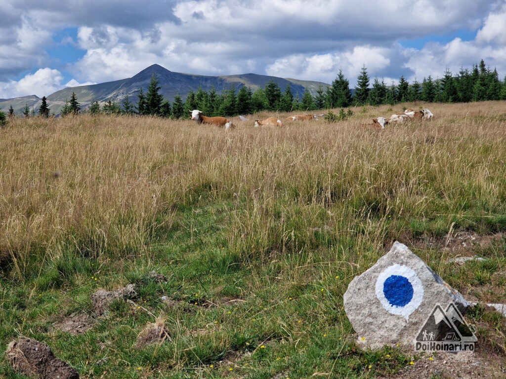 Vârful Păpușa (2136m)